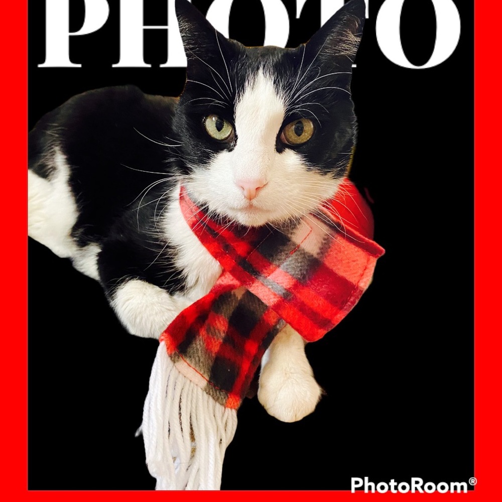 Kennel Club 2 Fleece Pet Scarves, 19x2.6in💕🎄🐈‍⬛🐶